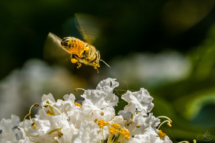 flying-bee-pollen