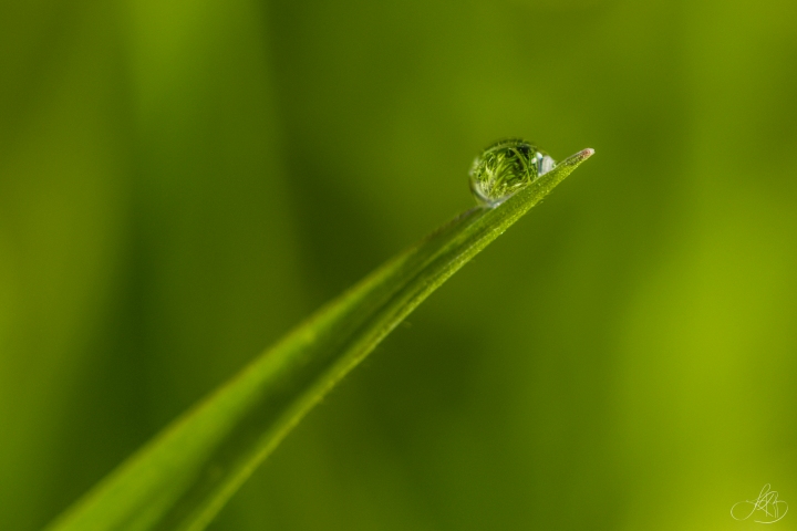 waterdrop-grass-blade