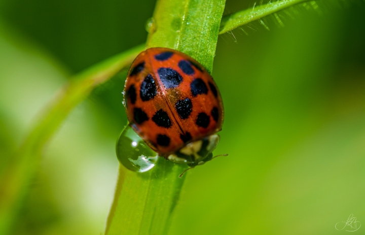 ladybug-waterdrop